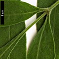 SpeciesSub: var. toumeyi SpeciesSub: var. toumeyi